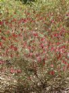 Darwinia macrostegia