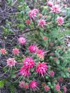 Darwinia oldfieldii