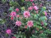 Darwinia oldfieldii