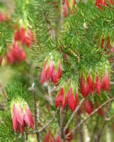 Darwinia oxylepis