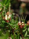 Darwinia procera