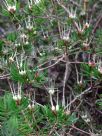 Darwinia procera