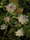 Daucus carota carota