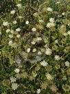 Daucus carota carota