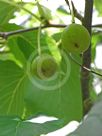 Davidia involucrata