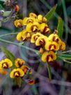 Daviesia corymbosa