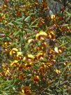 Daviesia ulicifolia