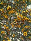 Daviesia ulicifolia