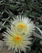 Delosperma lehmanii