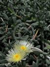 Delosperma lehmanii