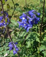 Delphinium elatum