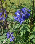 Delphinium elatum