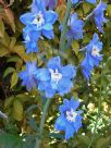 Delphinium