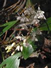 Dendrobium kingianum