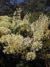 Dendrobium speciosum speciosum