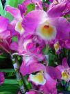 Dendrobium Soft Cane