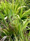 Dianella atraxis