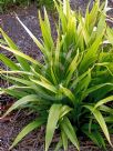 Dianella atraxis