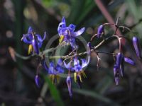 Dianella caerulea