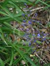 Dianella caerulea