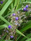 Dianella caerulea