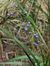 Dianella caerulea