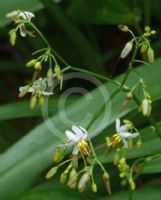 Dianella ensifolia