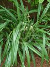 Dianella ensifolia