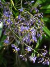 Dianella longifolia