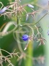 Dianella longifolia