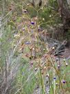 Dianella longifolia