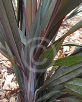 Dianella prunina Utopia