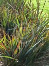 Dianella prunina Utopia