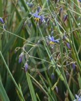 Dianella revoluta Little Rev