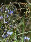 Dianella revoluta