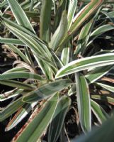 Dianella tasmanica Destiny