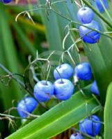 Dianella tasmanica