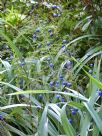 Dianella tasmanica