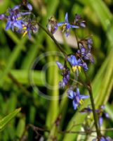 Dianella caerulea Little Jess