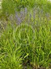 Dianella caerulea Little Jess