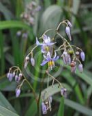 Dianella caerulea Breeze