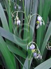 Dianella caerulea Breeze