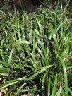 Dianella caerulea Breeze