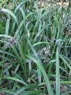 Dianella caerulea Breeze