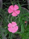 Dianthus chinensis