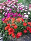 Dianthus chinensis