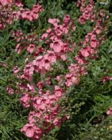 Diascia vigilis