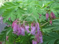 Dicentra eximia