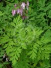 Dicentra formosa