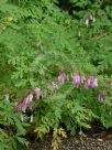 Dicentra formosa